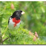 Cardinal à poitrine rose - club ornithologie Trois-Rivières