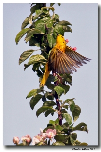 paruline jaune - club ornithologie Trois-Rivières